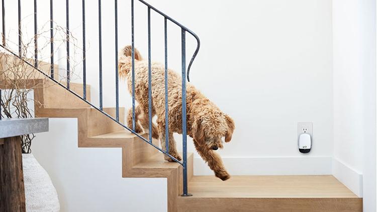 一只狗走下楼梯，经过插在墙上的Ting设备.