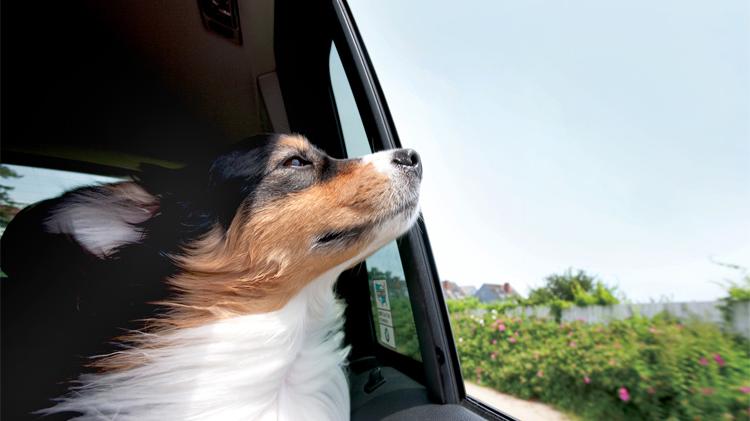 为什么你不应该把宠物放在高温的车里 